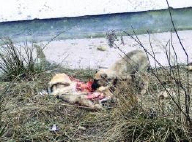 Працівники мукачівського притулку вбивали собак, щоб звільнити клітки