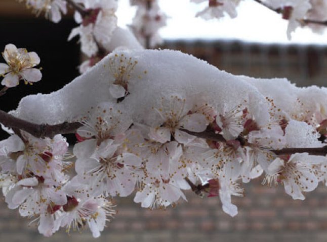Сніг на Закарпатті: як погода вплине на рослини, які почали квітнути