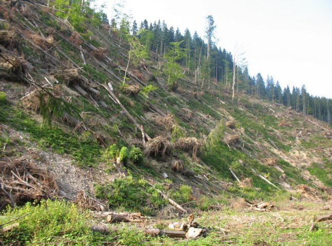З початку цього року на Закарпатті незаконно вирубали лісу на 800 тисяч гривень