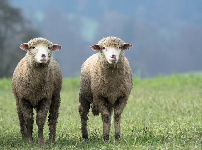 Вівці-порушники: на Закарпатті прикордонники затримали тварин