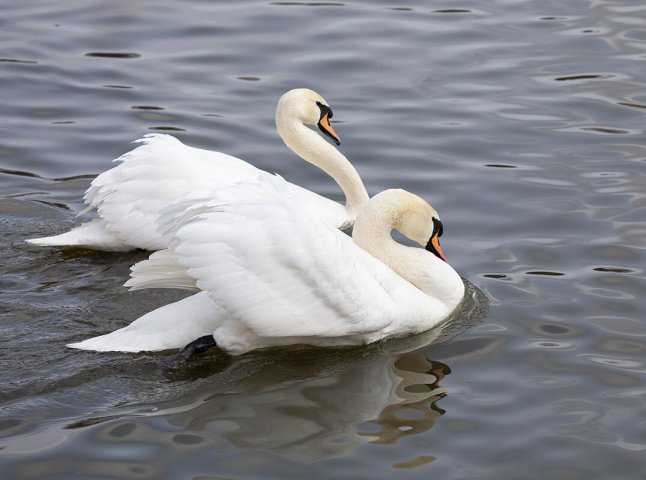 Поліція перевіряє інформацію про можливе отруєння лебедів на Тячівщині