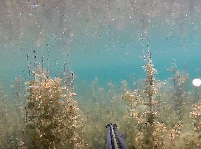 У мережі з’явилось неймовірне відео про підводний світ озера Дідове на Берегівщині