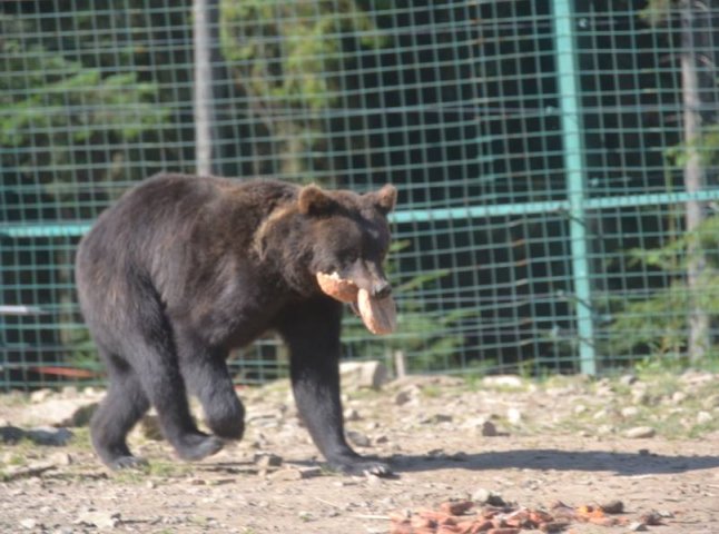 У Центрі реабілітації бурих ведмедів Національного природного парку "Синевир" вже готуються до зими