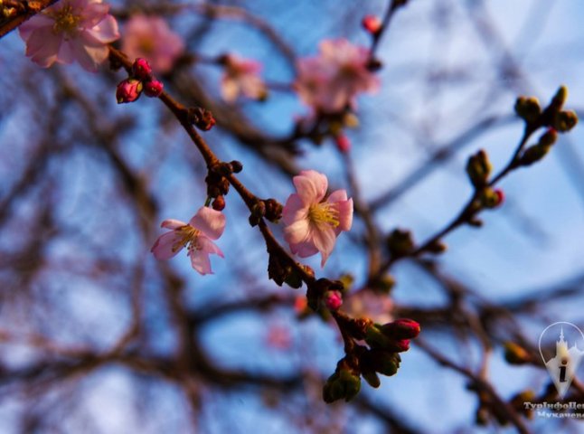 У Мукачеві квітне "скажена" сакура: чарівні фото