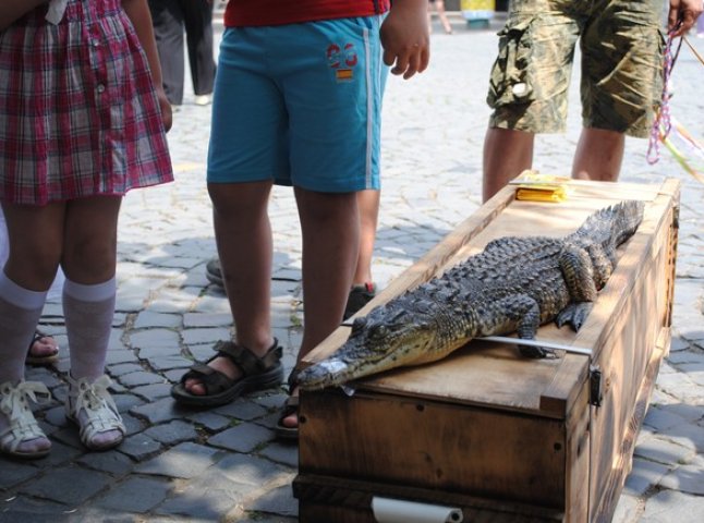 У Мукачеві знайшли крокодила (ФОТО)