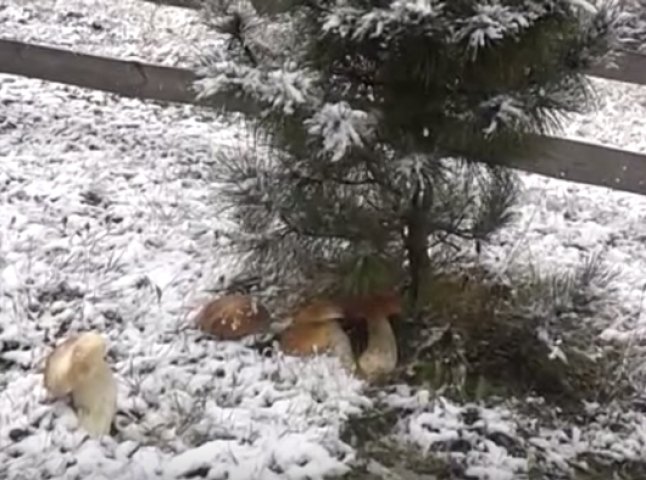 У мережу виклали неймовірне відео білих грибів на фоні снігу