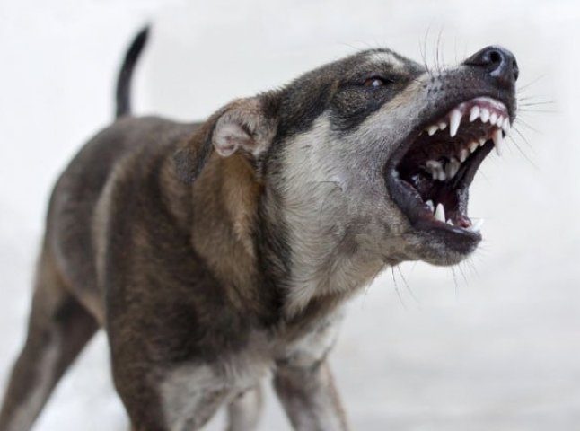 Ужгородці скаржаться на часті напади безпритульних собак