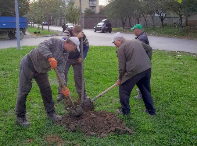 Міськрада повідомила, на яких саме вулицях Мукачева висадили дерева