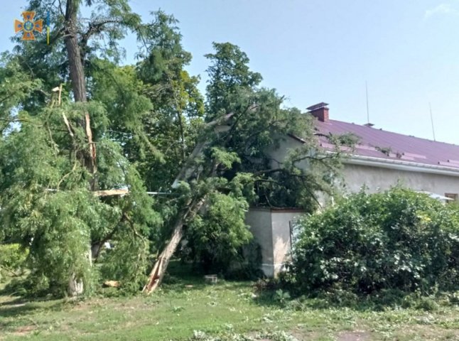 Знеструмлені села і повалені дерева: Закарпаттям пронеслась велика буря