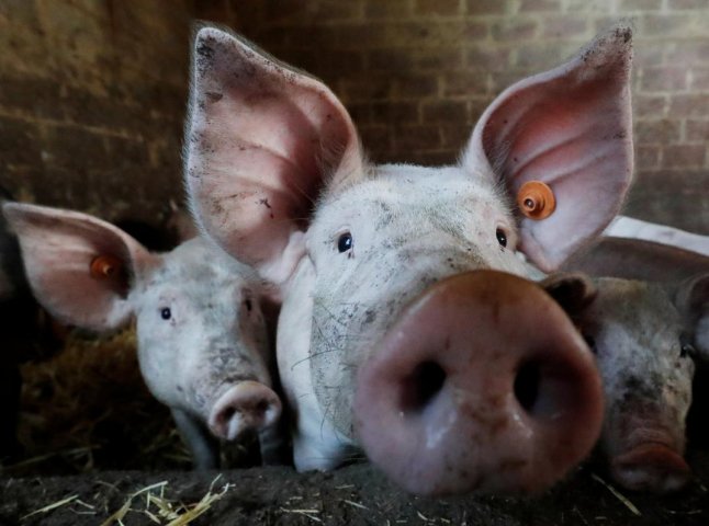 На Закарпатті зафіксували новий випадок африканської чуми свиней