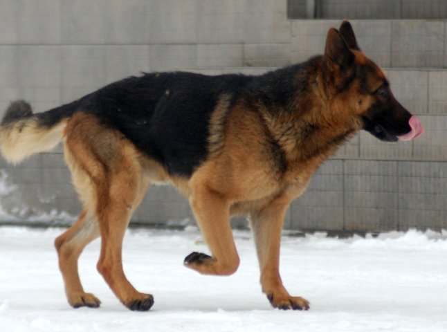 На Хустщині невідомий із рушниці застрелив трьох дворових собак