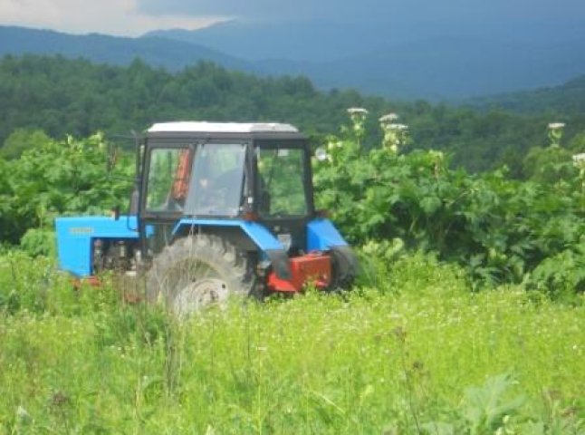 На Перечинщині намагаються боротися з борщівником