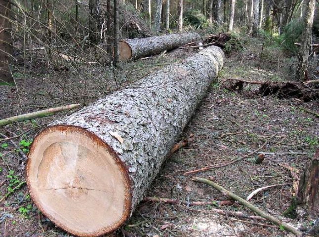 Трагедія на Закарпатті: дерево вбило людину