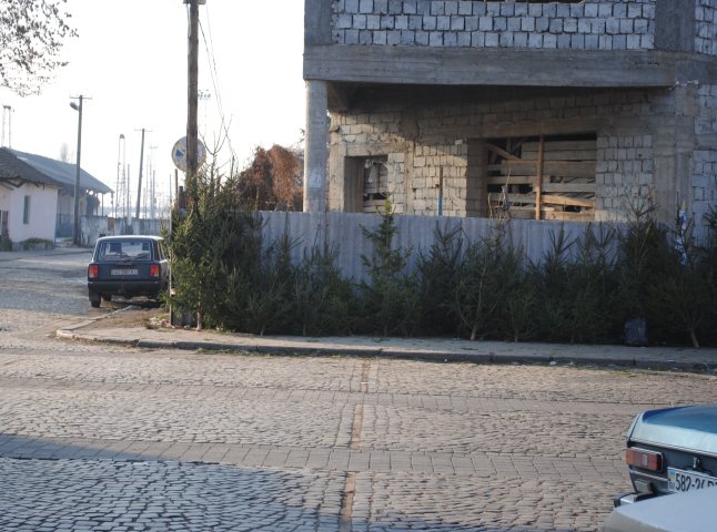 У Мукачеві досі повноцінно працюють стихійні ринки з продажу ялинки (ФОТО) 