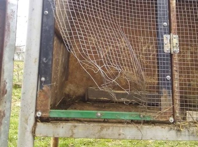 В мережі гадають, що це за істота загадково вбила кролів на Ужгородщині