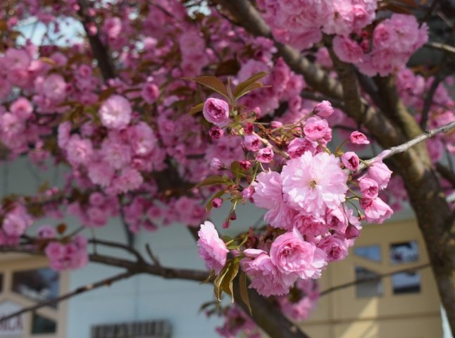 Туристів запрошують в Ужгород милуватися цвітінням сакур