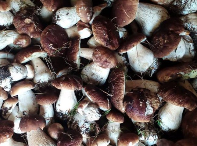 Закарпатець зібрав 21 кілограм білих грибів