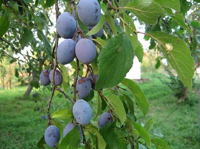 “Сливовий фест”відбувся у селі Геча на Берегівщині