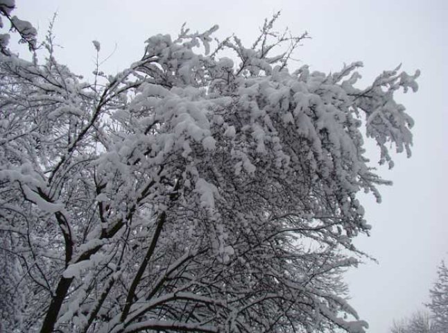 Налипання мокрого снігу призвело до падіння дерев на проїжджі частини автомобільних доріг
