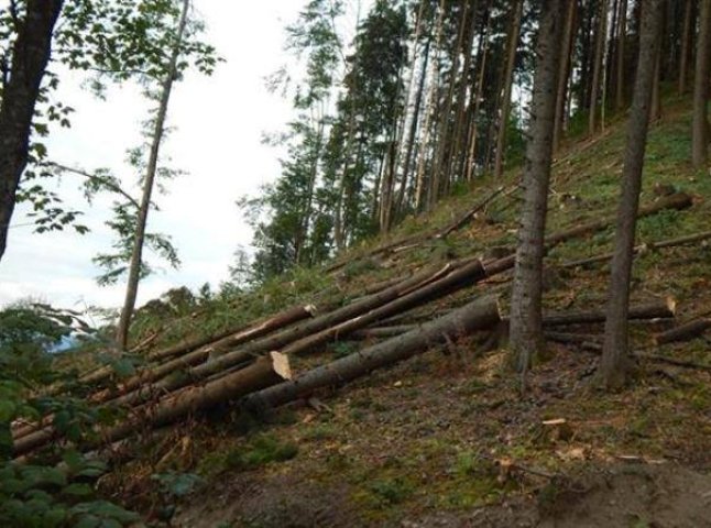 Службовці філії "Міжгірське ЛАГ" підробляли акти про очищення лісосік