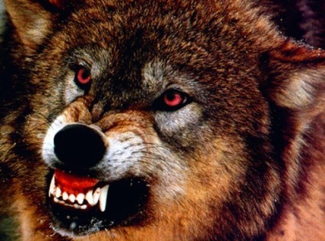 На Закарпатті вовки зухвало нападають на обійстя: десятки трупів