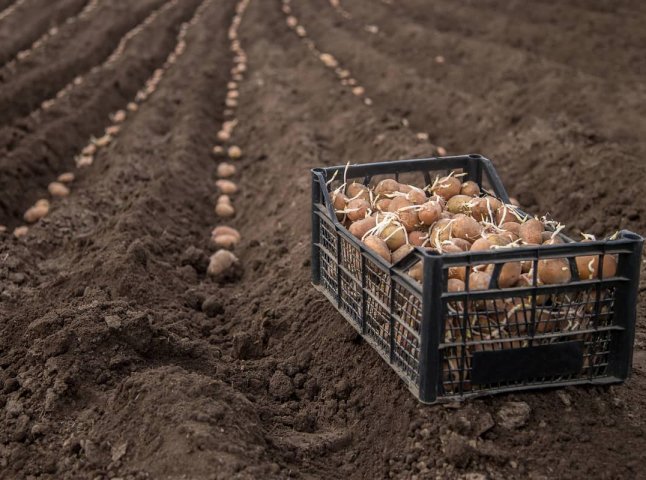Чим обробити картоплю перед посадкою, щоб був більший урожай