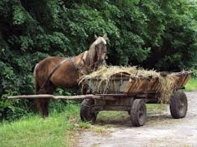 Жителя Ужгородщини вбив кінь, а жителя Свалявщини смертельно травмувала гілка дерева