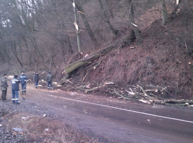 Під час заготівлі дров на мешканця Мукачівщини впало дерево
