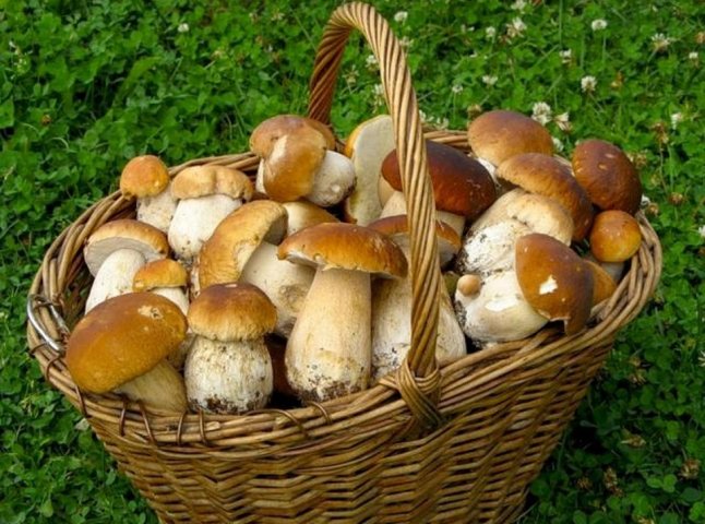 На Закарпатті вже продають гриби: де і за скільки