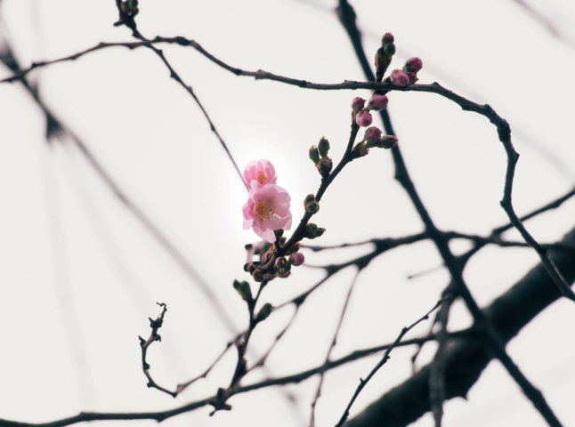 У Мукачеві на початку зими розквітла «шалена» сакура