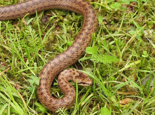 У 2022 році на Закарпатті вже зафіксовано 5 укусів змій