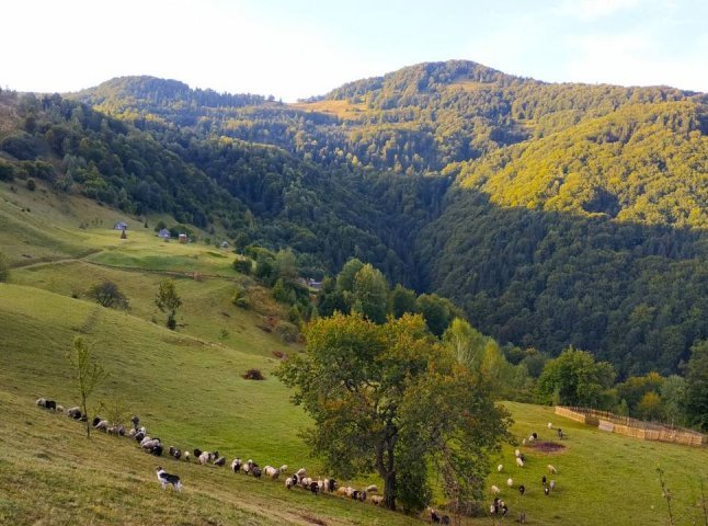 Ввечері на Рахівщині шукали туристів, які заблукали