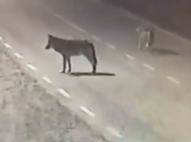 Вулицями одного із сіл Закарпаття бігали вовки: момент зняли на відео