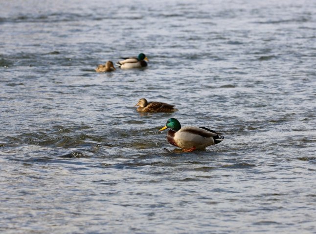 Чи можна купатися у водоймах Ужгорода: у міській раді дали роз’яснення