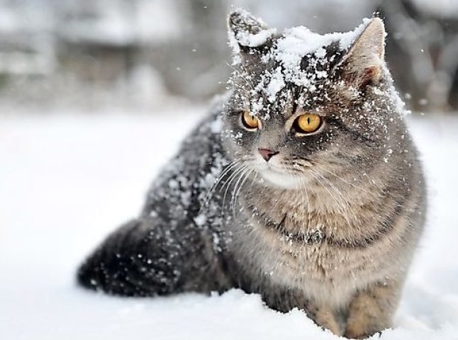 Коли в Україні прийдуть заморозки та можна очікувати на перший сніг