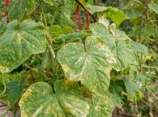 Жовтіють листя огірків: причини та що робити, щоб врятувати урожай