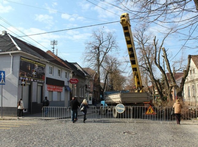 На одній із головних вулиць Мукачева висадять кленову алею