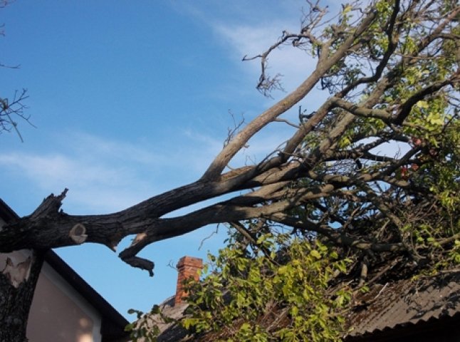 Бійці ДСНС звільняли дах житлового будинку на який впало дерево (ФОТО)
