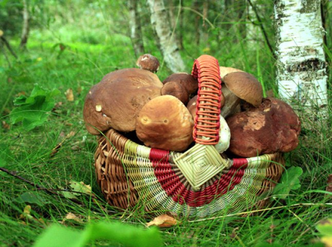 На Ужгородщині розшукують шестидесятирічного грибника