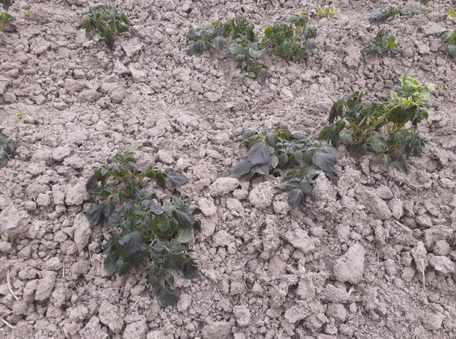 На Мукачівщині заморозки знищили врожай городини