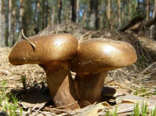 На Берегівщині ціла сім’я отруїлась грибами, які вона назбирала напередодні