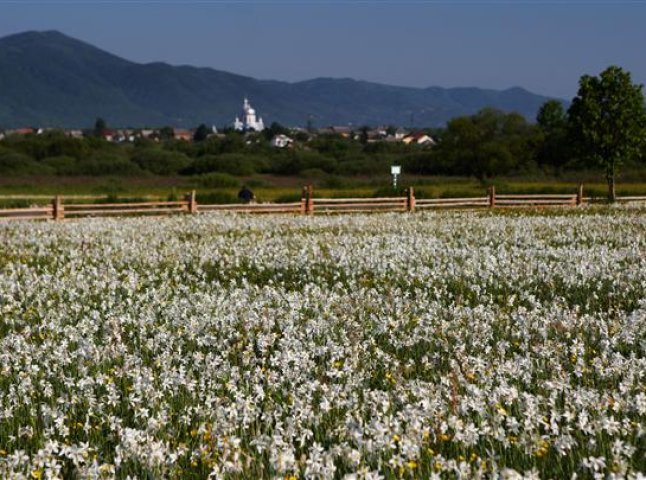 Хустські чиновники незаконно продали 2 га землі місцевому товариству