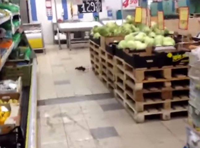 Керівник супермаркету, в якому зняли на відео щура, прокоментував побачене