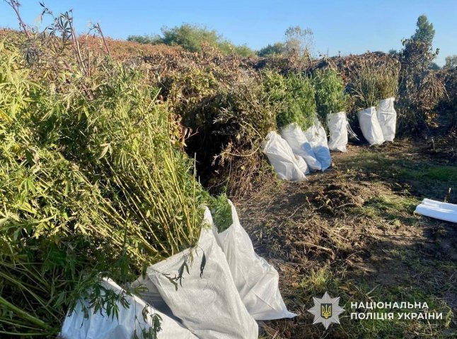Мешканця Мукачева засудили до 9 років за вирощування конопель і збут канабісу