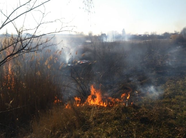При в’їзді у Виноградів вогонь знищив кілька гектарів чагарників