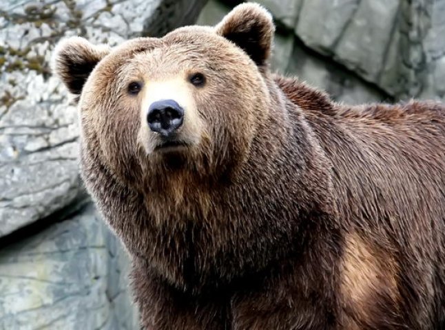 Напередодні зимової сплячки закарпатським ведмедям дають більше їжі