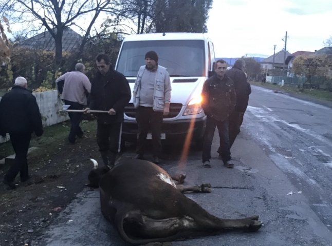 На Виноградівщині зранку водій збив корову. Тварина загинула на місці