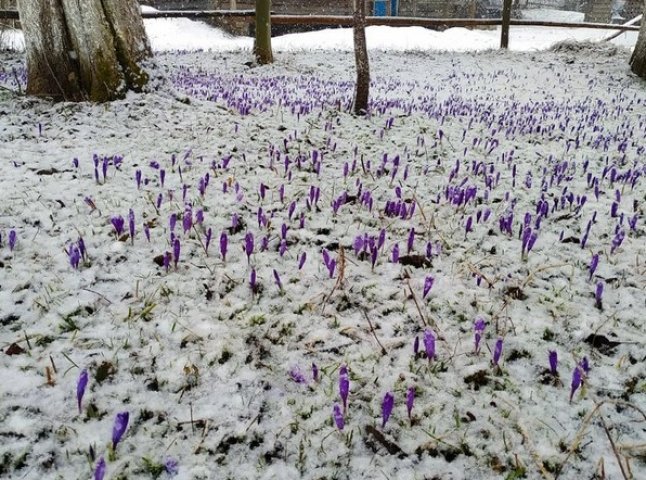 Наприкінці березня на Закарпатті випав сніг: ФОТО