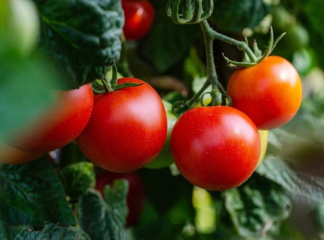 Коли сіяти помідори на розсаду у 2024 році, щоб отримати розкішну розсаду та гарний урожай