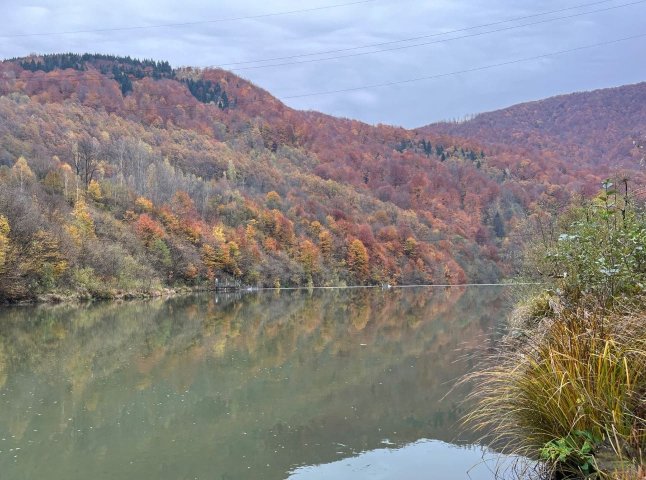 У закарпатські водойми випустили понад 8,5 тисячі мальків форелі